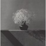 ROBERT MAPPLETHORPE - Baby's Breath - Original vintage photogravure