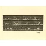 EADWEARD MUYBRIDGE [d'après] - Dogs Fighting - Original photogravure