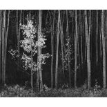 ANSEL ADAMS - Aspens #2, Northern New Mexico - Original photogravure