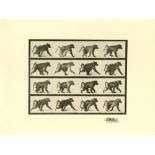 EADWEARD MUYBRIDGE [d'après] - Baboon Walking - Original photogravure