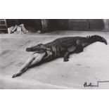 HELMUT NEWTON - Crocodile Eating Ballerina (Scene from Pina Bausch's Ballet "Die Keuschheitslegen...