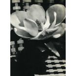 MAN RAY - Magnolia Blossom - Original vintage photogravure