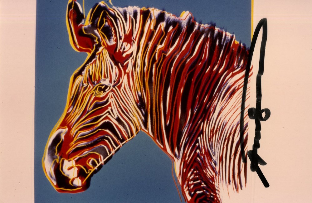 ANDY WARHOL - Grevy's Zebra - Original color analogue photograph