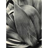 BRETT WESTON - Succulent (Agave) - Original vintage photogravure