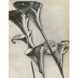 MAN RAY - Calla Lilies - Original vintage photogravure