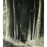 MAN RAY - La forêt - Original vintage photogravure