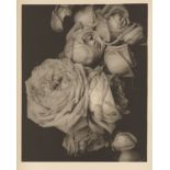EDWARD STEICHEN - Heavy Roses - Original warm-toned photogravure
