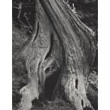 EDWARD WESTON - Cypress, Point Lobos - Original photogravure