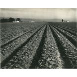 EDWARD WESTON - Lettuce Ranch, Salinas, California - Original vintage photogravure