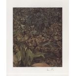 LUCIAN FREUD - Two Plants - Color offset lithograph