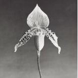 ROBERT MAPPLETHORPE - Orchid - Original vintage photogravure