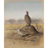 Simon Barlow (South African/Zimbabwean 1965 - SWAINSON'S FRANCOLIN & CRESTED FRANCOLIN