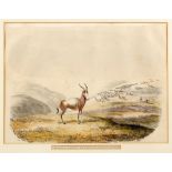 Cornwallis Harris - THE BLESBOK