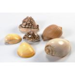 AN ASSORTED COLLECTION OF SIX SEA SHELLS