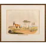 Cornwallis Harris - THE HARTEBEEST