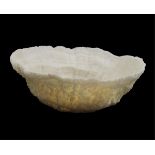 Halomitra Pileus White Coral Splash Bowl