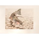 RAINBOW TROUT LITHOGRAPH 180/250 BY M. STIDHAM