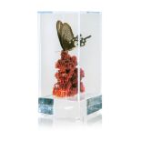 RED PIPE ORGAN CORAL BUTTERFLY DISPLAY