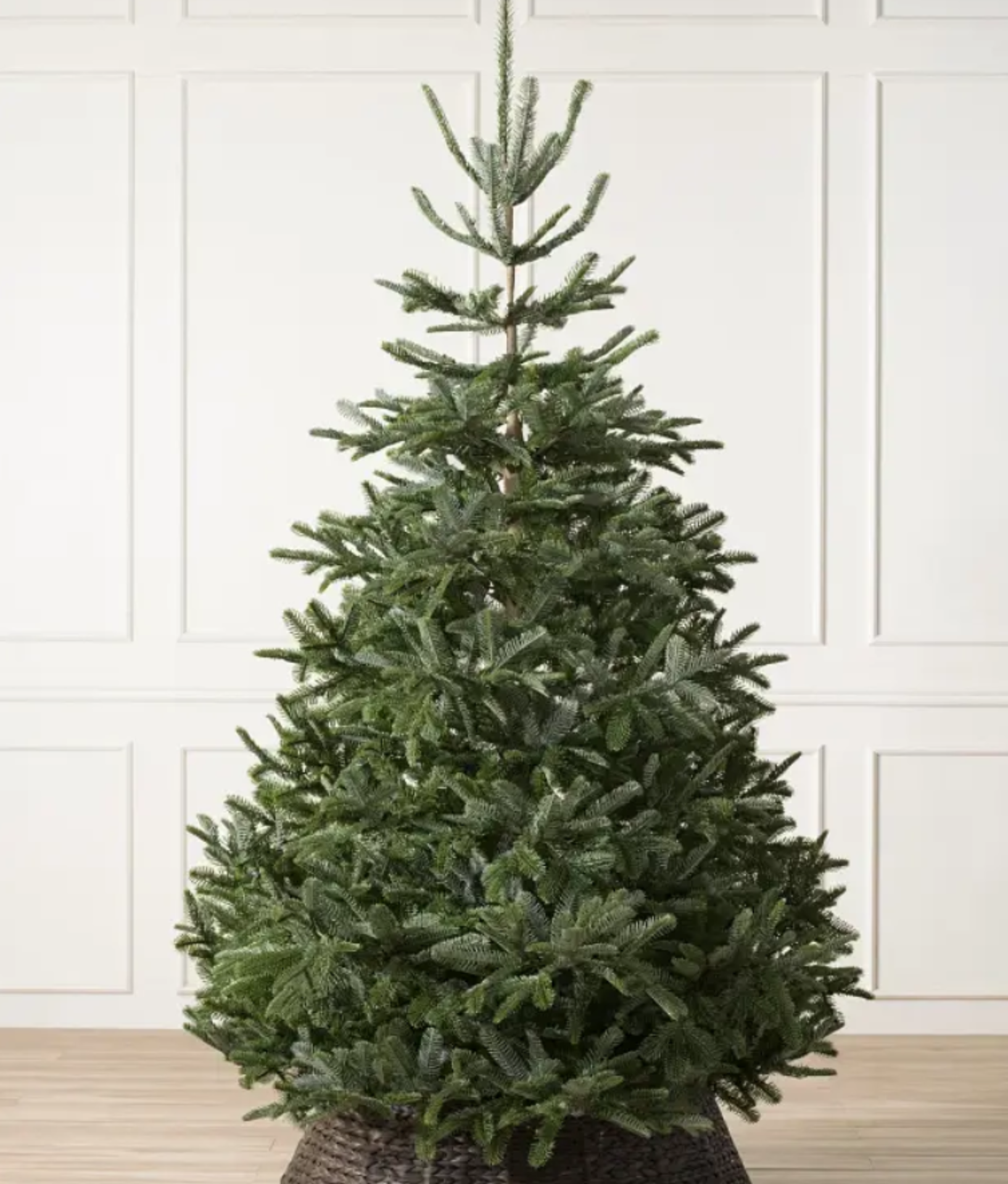 BH (The worlds leading Christmas Tree Brand) Nordmann Fir® 7' Tree Unlit RRP £649.00. Bring home the