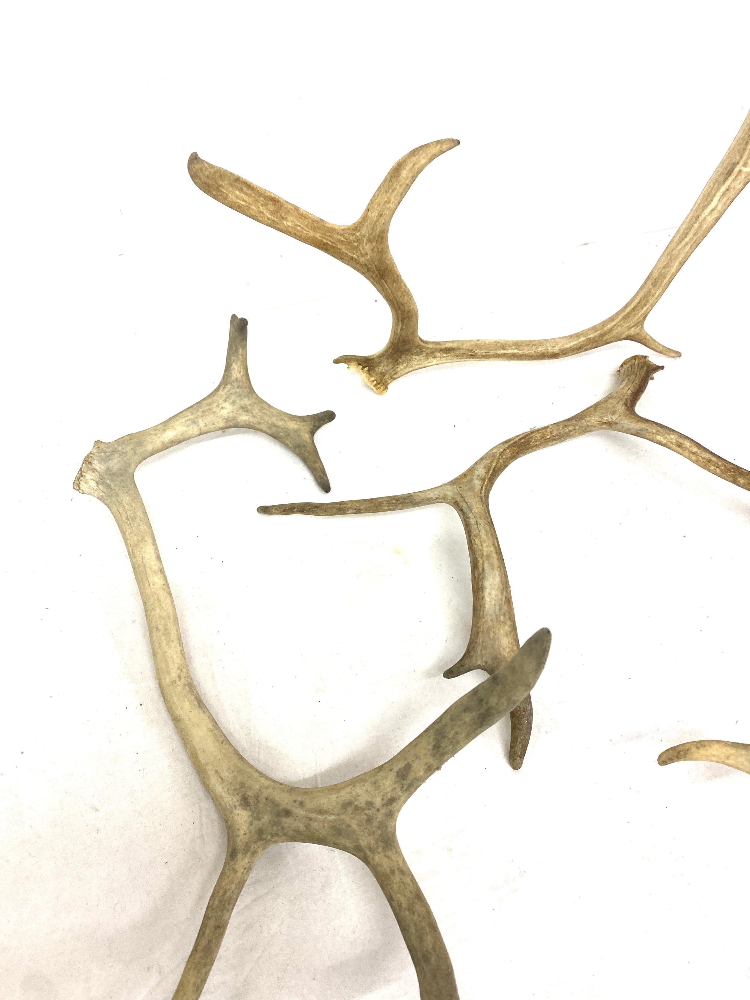 Selection of antlers - Image 2 of 4