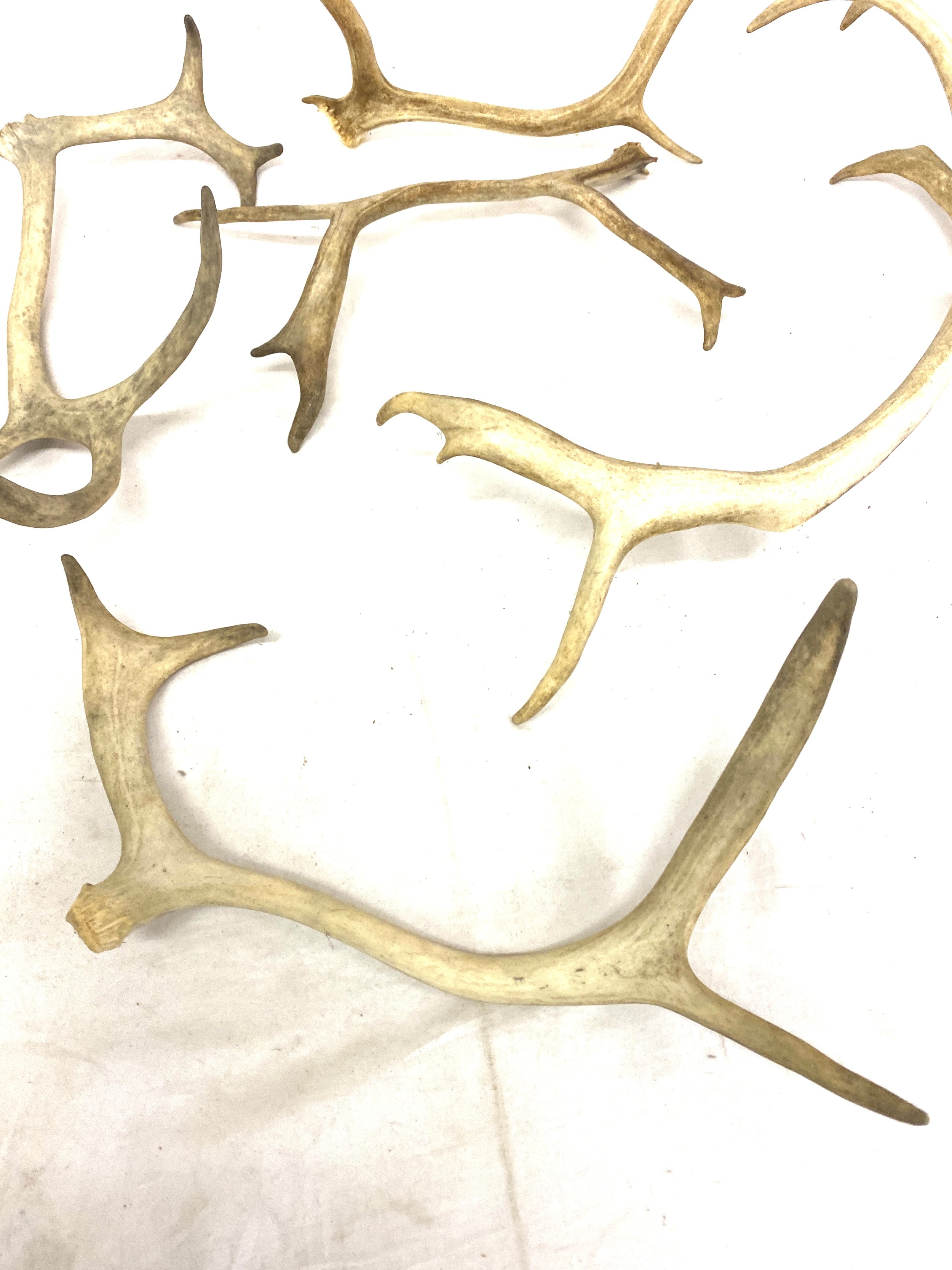 Selection of antlers - Image 4 of 4