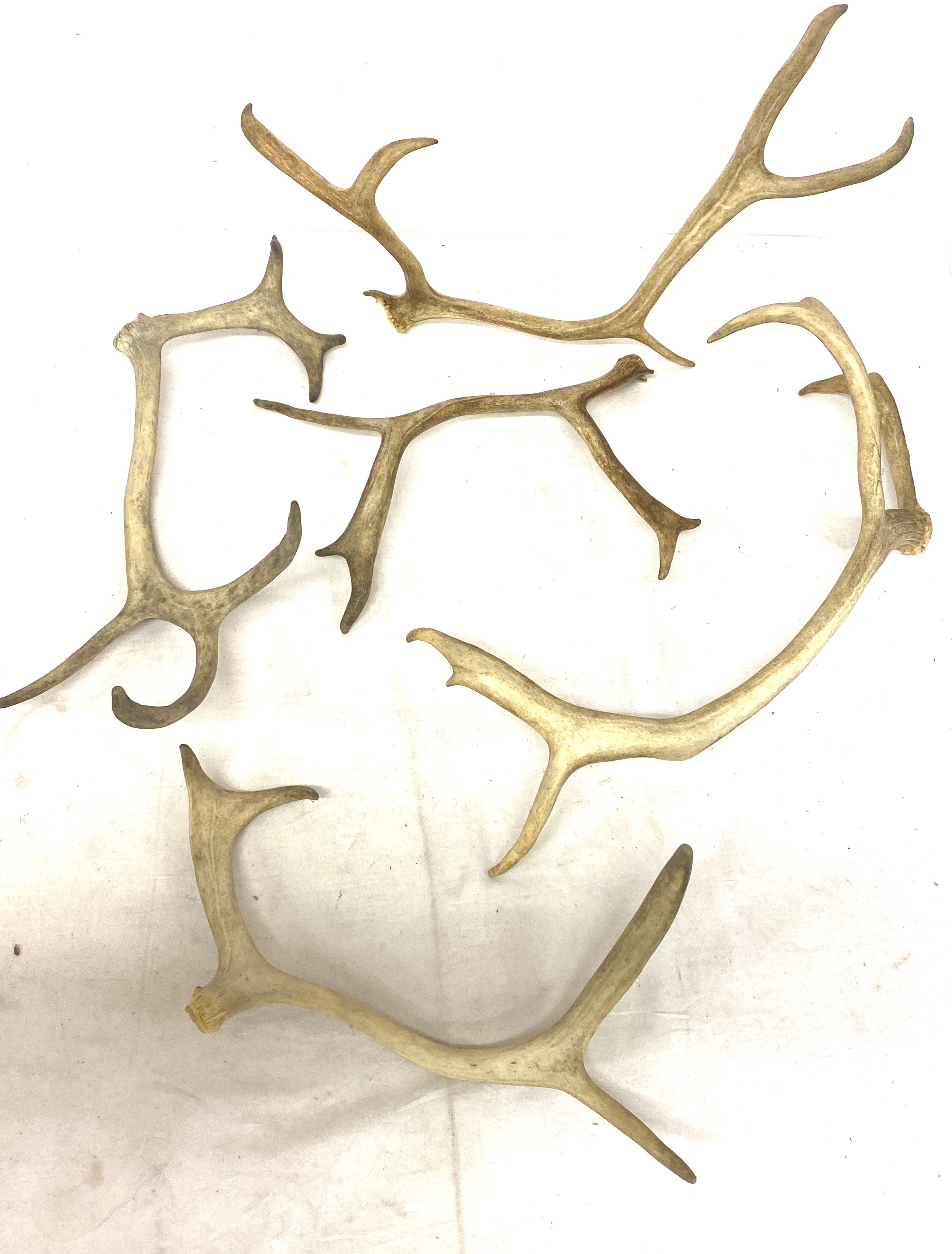 Selection of antlers