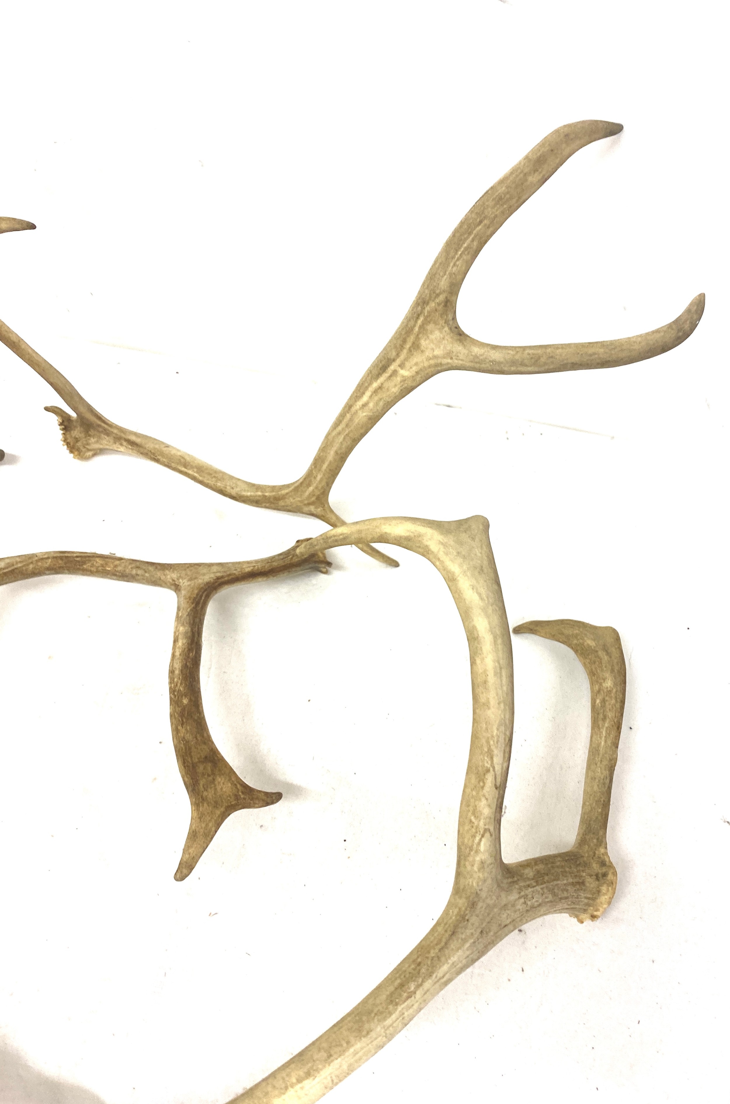 Selection of antlers - Image 3 of 4