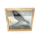 Taxidermy blackbird with grey head in small showcase, unfortunately glass will need replacing,