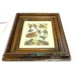 Antique hand coloured frog / toad print in gilt frame, natural history interest, approximate frame