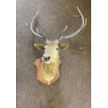 Large taxidermy wall mounted deers head measures approx 48 inches tall