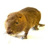 Taxidermy coypu 9.5 inches tall 24 inches long