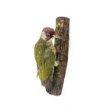 Vintage taxidermy Woodpecker, overall approximate height: 12 inches