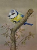 Christine King - Blue Tit in Coloured Pencil