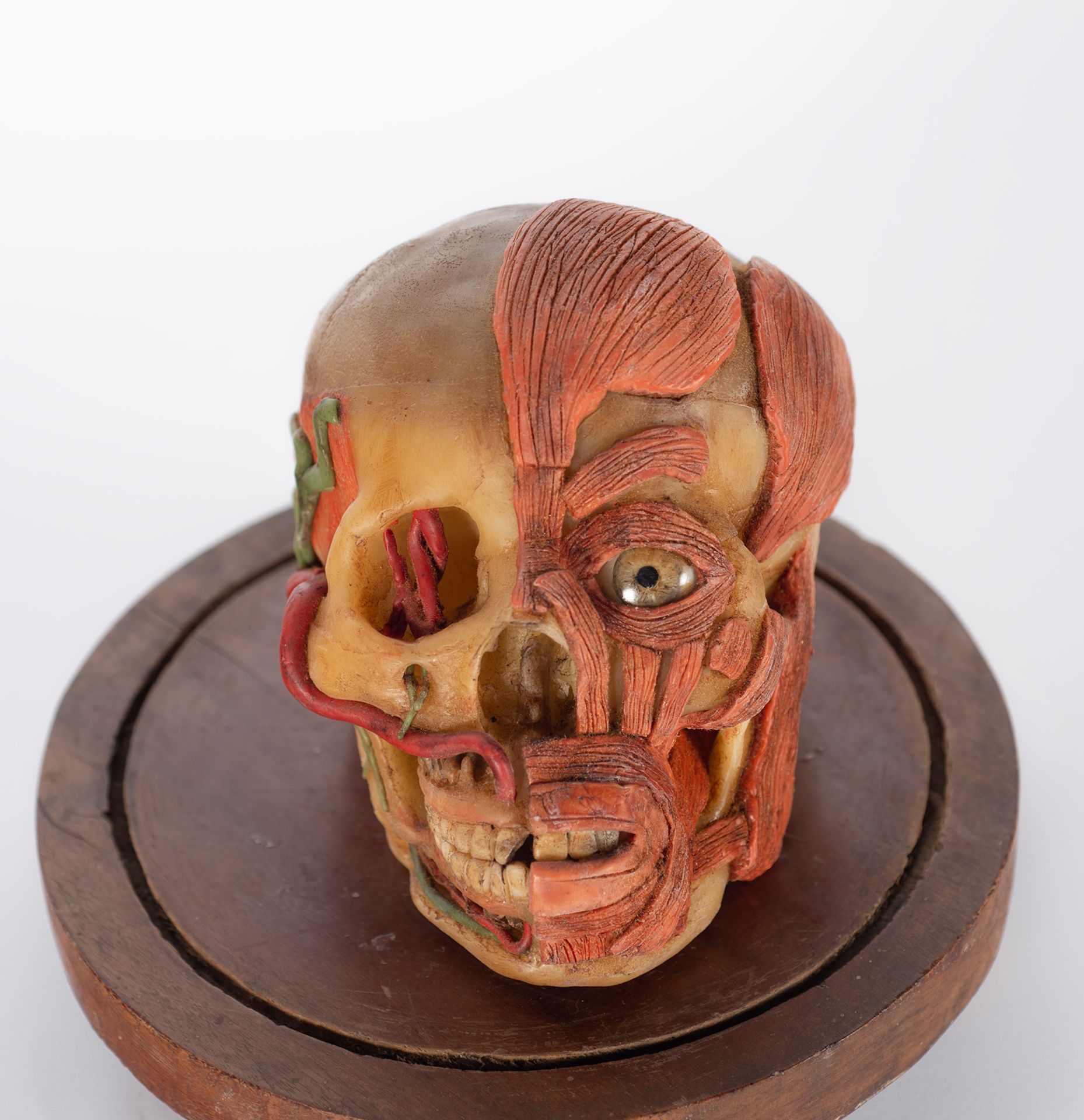 Rare anatomical head in wax, first half of the 20th century - Bild 6 aus 7