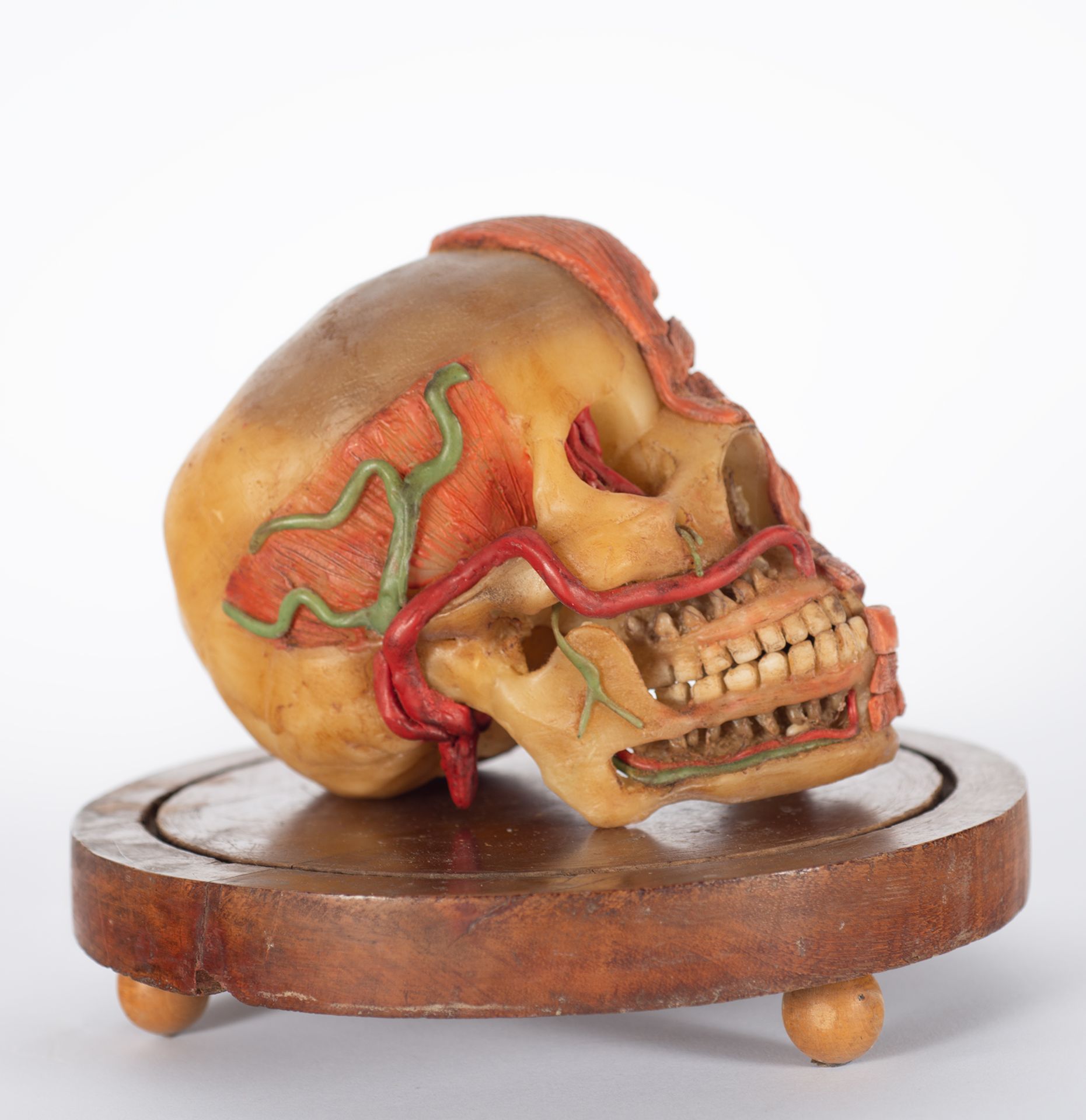 Rare anatomical head in wax, first half of the 20th century - Bild 2 aus 7