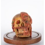 Rare anatomical head in wax, first half of the 20th century