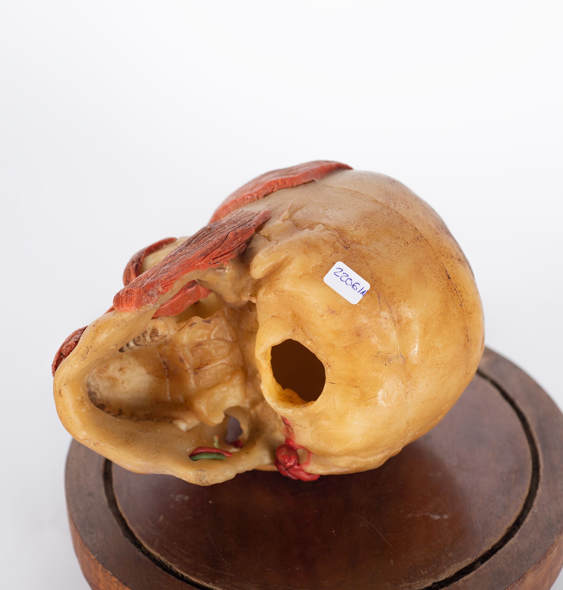 Rare anatomical head in wax, first half of the 20th century - Bild 5 aus 7