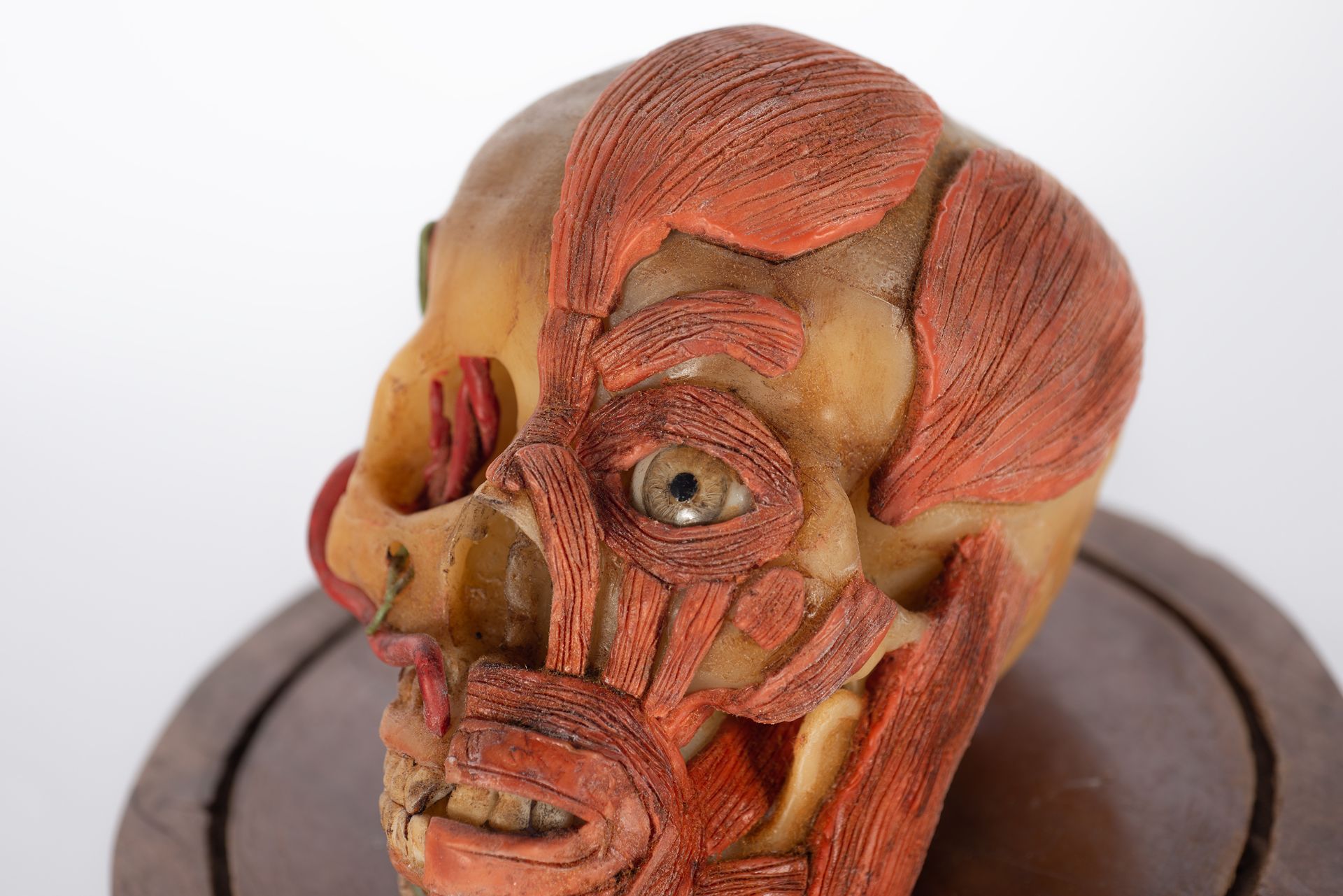 Rare anatomical head in wax, first half of the 20th century - Bild 4 aus 7