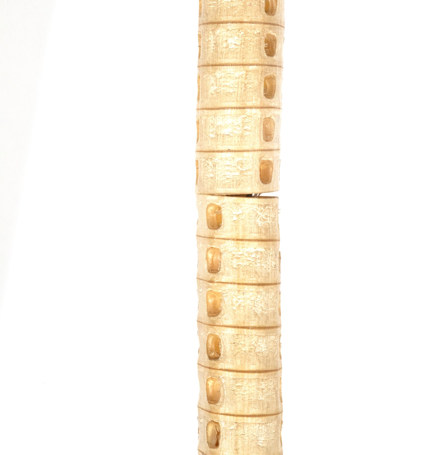 Rare Shark Spine Cane. Victorian period, 19th century English school - Bild 2 aus 3