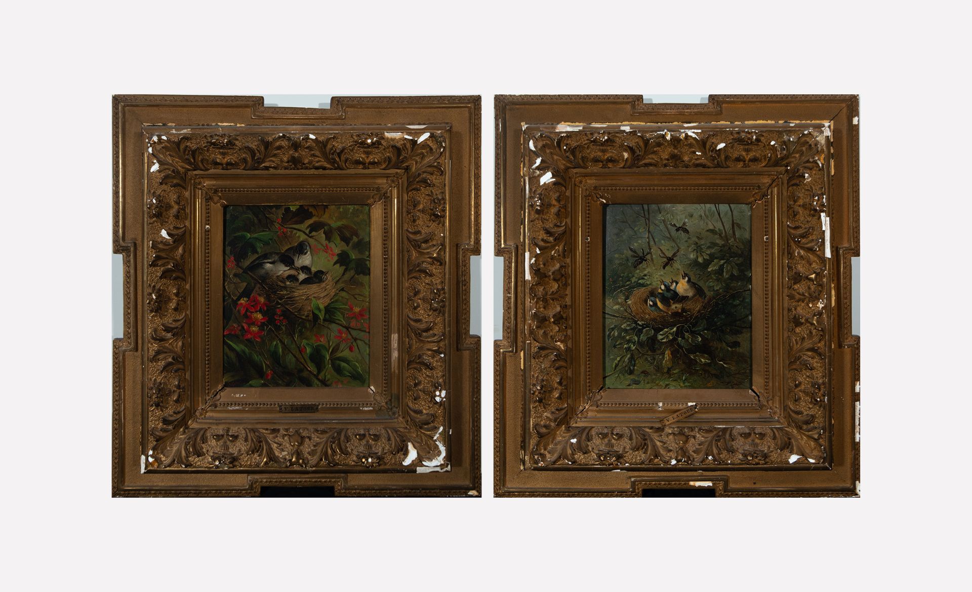 Pair of Oils on panel of Birds in a Nest, French school of the 19th century, signed V. Latour