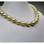 Necklace in Cream and Gold Toned Australian Pearl Necklace with 14k Yellow Gold Gallon Ball Clasp