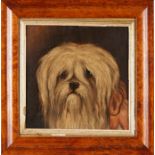 19th century British School, Portrait of a Pekingese dog