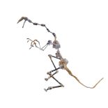 JURASSIC PARK - Dilophosaurus Stop-Motion Armature