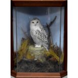 A taxidermy Snowy Owl, by G Tatterton of Wetherby, perched on a naturallistic base, 20th century,