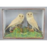 A 19th century taxidermy pair of barn owls in a naturalistic setting within a glazed display case