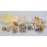 A group of seashells and crystals to include Abalone and Conch examples.