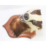 A Taxidermy badger mask, with mouth agape, mounted on a shield.