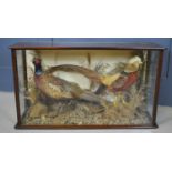 A Taxidermi pheasant and golden pheasant, in naturalistic setting, in glazed case.