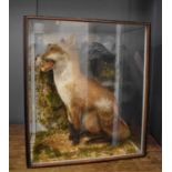 A Taxidermy male fox in a naturalistic setting, in glass case, 70 by 60 by 40cm.