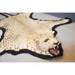 A 1930s Taxidermy leopard (Panethera Pardus Fuscia) adult skin rug, 240cm long.